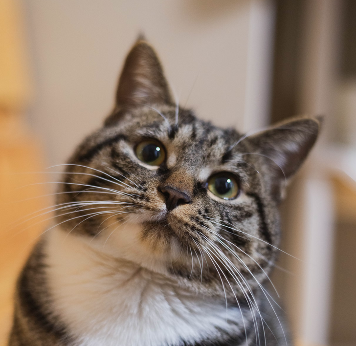 Amazing photo of the best cat in the world